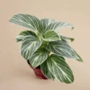 Philodendron White Measure (Philodendron Hybrida) -Eds Plant Shop philodendron white measure philodendron hybrida 1119841