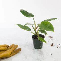 Philodendron 'White Princess' - White Princess Philodendron - Various Sizes -Eds Plant Shop philodendron white princess white princess philodendron various sizes 944724