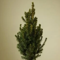 Alberta Spruce ‘Conica’ – Dwarf White Spruce, Compact Holiday Evergreen 12 Alberta Spruce ‘Conica’ – Dwarf White Spruce, Compact Holiday Evergreen -Eds Plant Shop picea glauca alberta spruce 167269