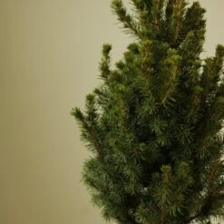 Alberta Spruce ‘Conica’ – Dwarf White Spruce, Compact Holiday Evergreen 13 Alberta Spruce ‘Conica’ – Dwarf White Spruce, Compact Holiday Evergreen -Eds Plant Shop picea glauca alberta spruce 227519