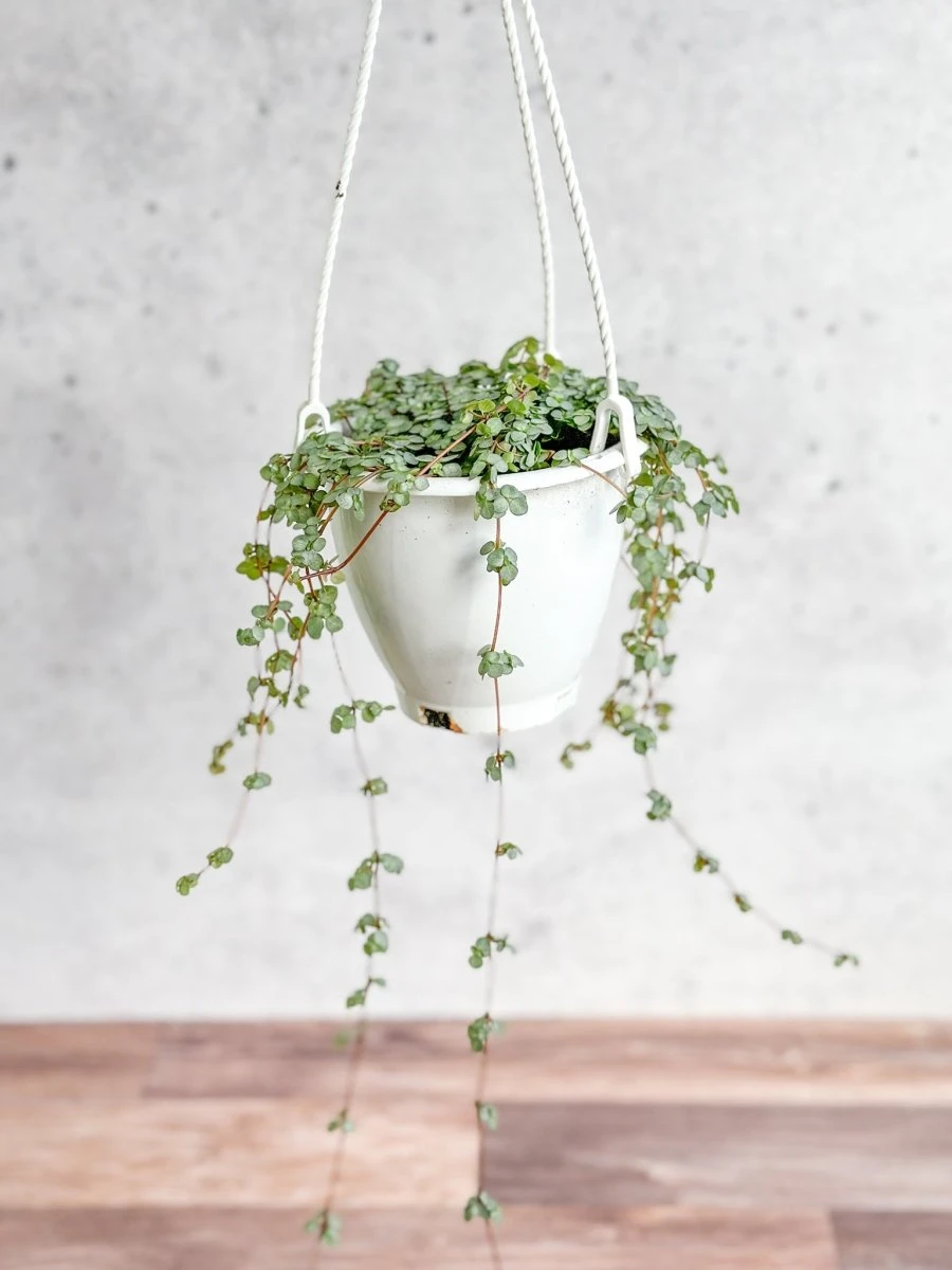 Pilea Glauca 'Aqua' - Silver Sparkle Hanging Basket 4 Pilea Glauca 'Aqua' - Silver Sparkle Hanging Basket - Image 2