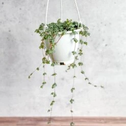 Pilea Glauca 'Aqua' - Silver Sparkle Hanging Basket
