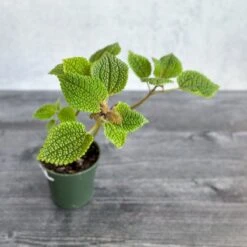 Pilea 'Moon Valley' - Moon Valley -Eds Plant Shop pilea moon valley moon valley 455167