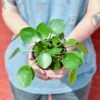 Pilea Peperomioides 'Friendship Plant' -Eds Plant Shop pilea peperomioides friendship plant various sizes available 662125