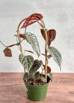 Piper Crocatum - Celebes Pepper -Eds Plant Shop piper crocatum celebes pepper hoop 145202