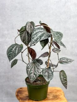 Piper Crocatum - Celebes Pepper -Eds Plant Shop piper crocatum celebes pepper hoop 573717