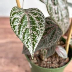 Piper Crocatum - Celebes Pepper -Eds Plant Shop piper crocatum celebes pepper hoop 937612