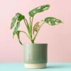 Plant Animal - Anteater -Eds Plant Shop plant animal anteater 944530