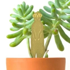 Plant Animal - Meerkat -Eds Plant Shop plant animal meerkat 318966