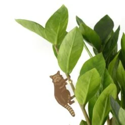 Plant Animal - Raccoon -Eds Plant Shop plant animal raccoon 664875