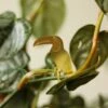 Plant Animal - Toucan -Eds Plant Shop plant animal toucan 712632