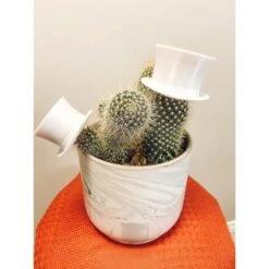 Plant Hats -Eds Plant Shop plant hats 229630