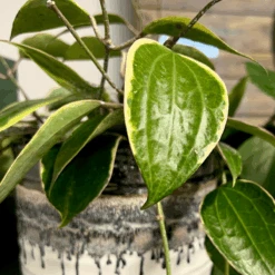 Plant Perfection - Leaf Shine For Houseplants -Eds Plant Shop plant perfection leaf shine for houseplants 697798
