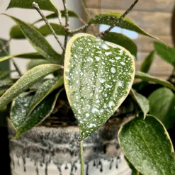 Plant Perfection - Leaf Shine For Houseplants -Eds Plant Shop plant perfection leaf shine for houseplants 770137