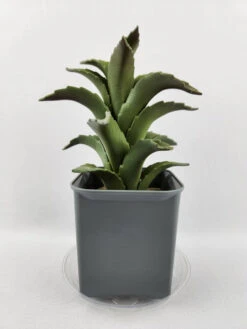 Plastec 4″ Eco-Friendly Mini Saucer – 50% Recycled PET, Made In USA -Eds Plant Shop plastec 4 eco friendly mini saucer 50 recycled pet made in usa 1199387