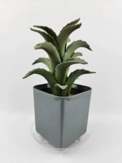 Plastec 4″ Eco-Friendly Mini Saucer – 50% Recycled PET, Made In USA -Eds Plant Shop plastec 4 eco friendly mini saucer 50 recycled pet made in usa 7098680