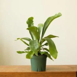 Platycerium Bifurcatum ‘Staghorn Fern’ Wood Plaque -Eds Plant Shop platycerium bifurcatum staghorn fern wood plaque 768438