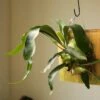 Platycerium Bifurcatum ‘Staghorn Fern’ Wood Plaque -Eds Plant Shop platycerium bifurcatum staghorn fern wood plaque 832894