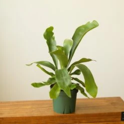 Platycerium Bifurcatum ‘Staghorn Fern’ Wood Plaque -Eds Plant Shop platycerium bifurcatum staghorn fern wood plaque 902479