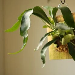 Platycerium Bifurcatum ‘Staghorn Fern’ Wood Plaque -Eds Plant Shop platycerium bifurcatum staghorn fern wood plaque 999821