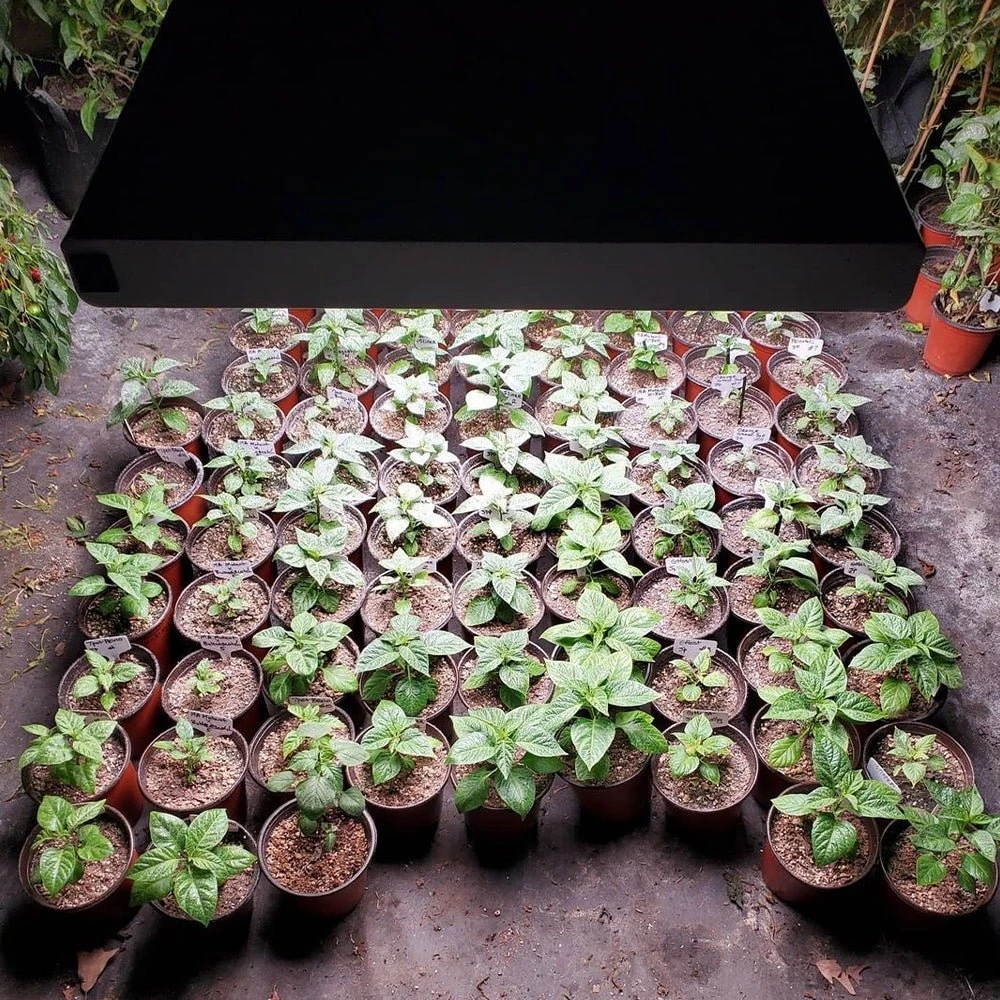 Plug & Play 4' LED Grow Lamp – T5 HO Sun White Pro Spectrum 7 Plug & Play 4' LED Grow Lamp – T5 HO Sun White Pro Spectrum - Image 5