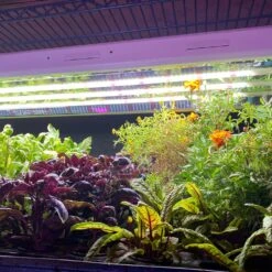 Plug & Play 4' LED Grow Lamp – T5 HO Sun White Pro Spectrum 13 Plug & Play 4' LED Grow Lamp – T5 HO Sun White Pro Spectrum -Eds Plant Shop plug play 4 led grow lamp t5 ho sun white pro spectrum 860779