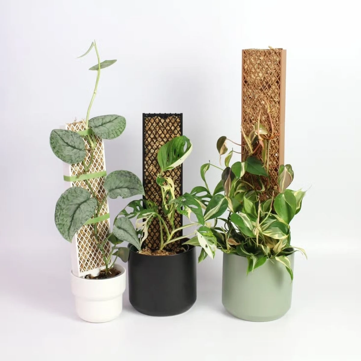 Plvnk Only - Plant Pole For Shingling Or Climbing Plants 5 Plvnk Only - Plant Pole For Shingling Or Climbing Plants - Image 3