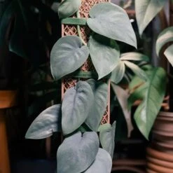 Plvnk Set For Shingling, Climbing Plants -Eds Plant Shop plvnk set for shingling climbing plants 760625