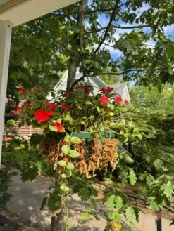 Premium Long Fiber Sphagnum Moss – Orchid & Kokedama Substrate (150g) -Eds Plant Shop premium long fiber sphagnum moss orchid kokedama substrate 150g 1090538