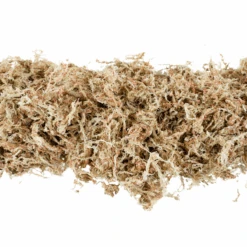 Premium Long Fiber Sphagnum Moss – Orchid & Kokedama Substrate (150g) -Eds Plant Shop premium long fiber sphagnum moss orchid kokedama substrate 150g 4941164