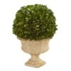 12-in Preserved Boxwood Ball In Decorative Urn 1 12-in Preserved Boxwood Ball In Decorative Urn -Eds Plant Shop preserved boxwood ball in decorative urn 12 134422