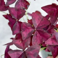 Purple Shamrock (Oxalis Triangularis) -Eds Plant Shop purple shamrock oxalis triangularis various sizes 111391