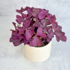 Purple Shamrock (Oxalis Triangularis) -Eds Plant Shop purple shamrock oxalis triangularis various sizes 270487