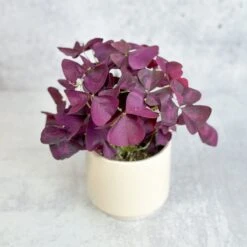 Front Page -Eds Plant Shop purple shamrock oxalis triangularis various sizes 642774