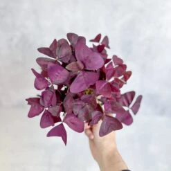 Purple Shamrock (Oxalis Triangularis)