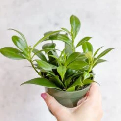 Rapunzel Lipstick Plant - Aeschynanthus Japhrolepsis - 4 Inch -Eds Plant Shop rapunzel lipstick plant aeschynanthus japhrolepsis 4 inch 490878