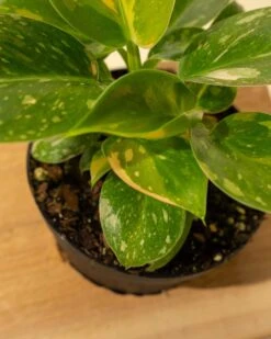 Rare Philodendron 'Copper Flame' – A Self-Heading Showstopper -Eds Plant Shop rare philodendron copper flame a self heading showstopper 101149