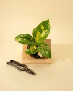 Rare Philodendron 'Copper Flame' – A Self-Heading Showstopper -Eds Plant Shop rare philodendron copper flame a self heading showstopper 251647