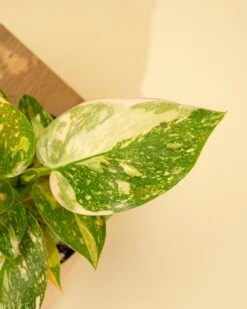 Rare Philodendron 'Copper Flame' – A Self-Heading Showstopper -Eds Plant Shop rare philodendron copper flame a self heading showstopper 321155