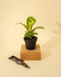 Rare Philodendron 'Copper Flame' – A Self-Heading Showstopper -Eds Plant Shop rare philodendron copper flame a self heading showstopper 468589