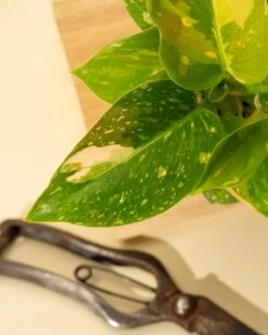 Rare Philodendron 'Copper Flame' – A Self-Heading Showstopper -Eds Plant Shop rare philodendron copper flame a self heading showstopper 546109