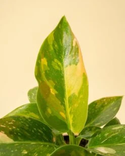 Rare Philodendron 'Copper Flame' – A Self-Heading Showstopper -Eds Plant Shop rare philodendron copper flame a self heading showstopper 643547
