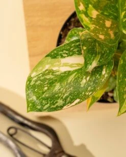 Rare Philodendron 'Copper Flame' – A Self-Heading Showstopper -Eds Plant Shop rare philodendron copper flame a self heading showstopper 921379