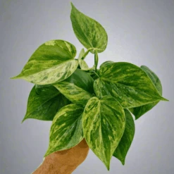 Philodendron Variegated Heartleaf – Rare Vining Houseplant