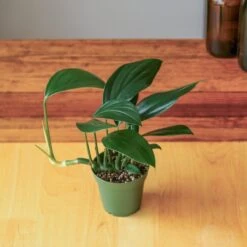 Rhaphidophora Decursiva - Dragon Tail Plant - 4 Inch -Eds Plant Shop rhaphidophora decursiva dragon tail plant 4 inch 657807