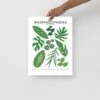 Rhaphidophora Species ID Chart - Botanical Plant Art Print -Eds Plant Shop rhaphidophora species id chart botanical plant art print 408443