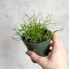 Rhipsalis Burchellii - Mistletoe Cactus - 3.5 Inch -Eds Plant Shop rhipsalis burchellii mistletoe cactus 35 inch 800151