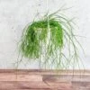 Rhipsalis Burchellii - Mistletoe Cactus Hanging Basket -Eds Plant Shop rhipsalis burchellii mistletoe cactus hanging basket 796792