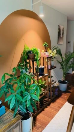 Rise & Shine Bundle | LED Growlight With Wall Mount For Plants -Eds Plant Shop rise shine bundle led growlight with wall mount for plants 251129