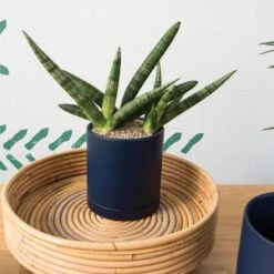 Romey Planter Pot With Water Saucer 4.75 Inch -Eds Plant Shop romey planter pot with water saucer 475 inch 411270